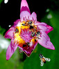 beetography > 4. Dwarf Honey Bees >  DSC_2058-waterlily-florea-v