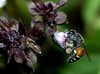 beetography > 4. Dwarf Honey Bees >  DSC_1800-florea