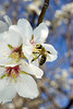 Almonds : I stayed at CA and hunted for almond orchards for 2 days recently (2/22-24). Got some pics of bees on almonds. Enjoy
