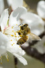 beetography > A honey bee foraging on almond flowers.  Fresno Valley, California.