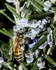 beetography > Almonds >  rosemary-DSC_2991