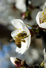 beetography > A honey bee foraging on almond flowers.  Fresno Valley, California.