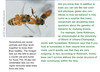 Inside the book "the New Genetics" published by NIH. Downloadable from: http://publications.nigms.nih.gov/thenewgenetics/