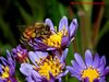 A bee foraging on Japanese Aster.  Published as a cover photo on the Nov 2005 issue of American Bee Journal.

To view how the photo looks like on your screen, click "original".  To save to your comptuer, click "save photo".

By clicking "save photo", you agree that you will not modify the photo in anyway or form, and will not use the photo for any for-profit purpose.