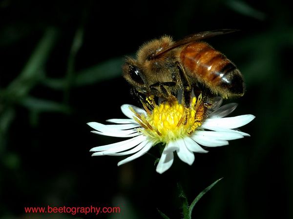 beetography > A bee foraging on an aster, a plant providing nectar right near and after frost in Michigan.  Published as a cover for the Octo 2005 issue of Bee Culture.

To view how the photo looks like on your screen, click "original".  To save to your comptuer, click "save photo".

By clicking "save photo", you agree that you will not modify the photo in anyway or form, and will not use the photo for any for-profit purpose.