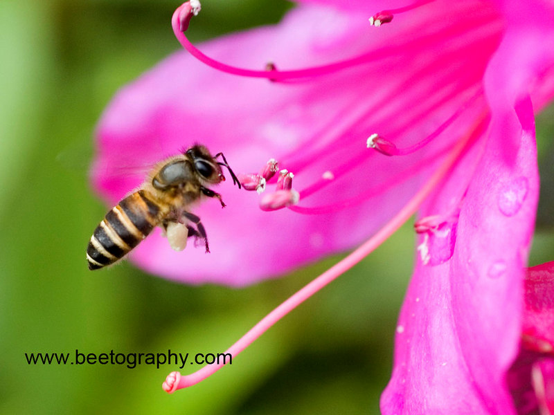 beetography > An Asian honey bee (Apis cerana) foraging on a rhododendron flower (Azalea sp).  March 2006, Taipei, Taiwan.