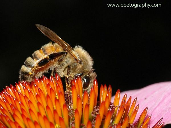 beetography > A bee foraging on a purple coneflower (Echinacea purpurea, Asteraceae), which blooms all summer long. 

To view how the photo looks like on your screen, click "original".  To save to your comptuer, click "save photo".

By clicking "save photo", you agree that you will not modify the photo in anyway or form, and will not use the photo for any for-profit purpose.