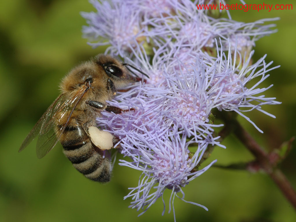 beetography > A bee foraging on ageratum (Ageratum sp, Asteraceae), which blooms in October and seems to provide both nectar and pollen as seen from this picture.

To view how the photo looks like on your screen, click "original".  To save to your comptuer, click "save photo".

By clicking "save photo", you agree that you will not modify the photo in anyway or form, and will not use the photo for any for-profit purpose.