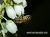 beetography > A honey bee foraging on high bush blueberry flowers.