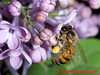 beetography > A European honey bee (Apis mellifera) foraging on lilac flowers. Descanso Gardens, CA. 2008.
