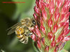 beetography > An European honey bee foraging on crimson clover. Taiwan, March 2006.