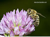 beetography > An European honey bee foraging on red clover. Usually honey bees avoid red clover because their tongue is not quite enough to reach the nectary of the flowers. But in August/September, when there are not many other flowers to forage on, bees try anything.