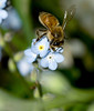 beetography > contest >  DSC_9280-forget-me-not