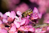 beetography > contest >  DSC_7628-redbud