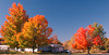 beetography > Fall Colors >  DSC_9440