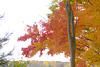 beetography > Fall Colors >  DSC_9514