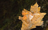 beetography > Fall Colors >  DSC_9541p