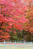 beetography > Fall Colors >  DSC_9707