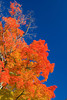 beetography > Fall Colors >  DSC_9459