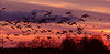 beetography > Sunsets >  sunset-DSC_0732
