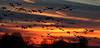 beetography > Sunsets >  sunset-DSC_0733