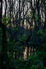 beetography > Sunsets >  sunset-forest-DSC_1636
