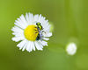 beetography > A sweat bee on a white aster.