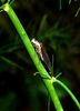 beetography > Other Insects >  hopper-DSC_9947