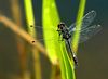 beetography > Other Insects >  dragonfly-DSC_3510c