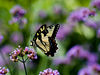 beetography > A tiger swallowtail .