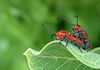 beetography > Other Insects >  milkweed-longhorn-DSC_4744w