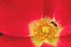 beetography > Syrphid fly on rose