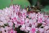 beetography > Other Insects >  sedum-DSC_9971