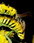 Wasps : Paper wasps, yellowjackets and other wasps