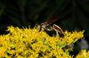 beetography > Wasps >  goldenrod-DSC_9920