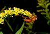 beetography > Wasps >  goldenrod-DSC_9923