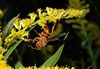 beetography > Wasps >  goldenrod-DSC_9925