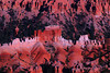 beetography > Bryce Canyon National Park >  DSC_6704rednwhite