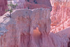 beetography > Bryce Canyon National Park >  DSC_6853