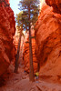 beetography > Bryce Canyon National Park >  DSC_6965