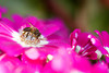 beetography > Nepal >  aster-DSC_0116