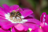 beetography > Nepal >  aster-DSC_0118