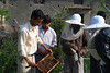 beetography > Nepal >  beekeeping-DSC_0313