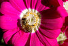 beetography > Nepal >  aster-DSC_0121