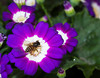 beetography > Nepal >  aster-DSC_0109