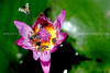 beetography > Thailand >  DSC_2058-waterlily-florea
