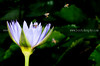 beetography > Thailand >  DSC_2084-waterlily-florea