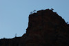beetography > Zion Mountain National Park >  DSC_6233