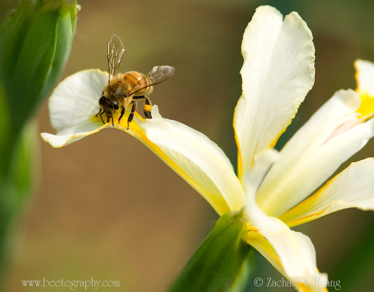 Mother’s day special: iris & bees – Bee the Best!